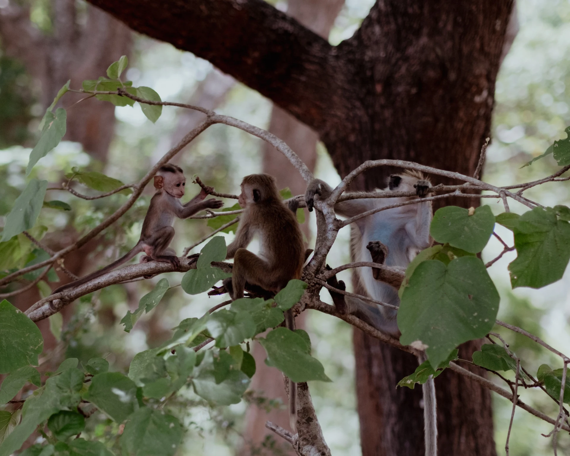 Monkeys in tree branches