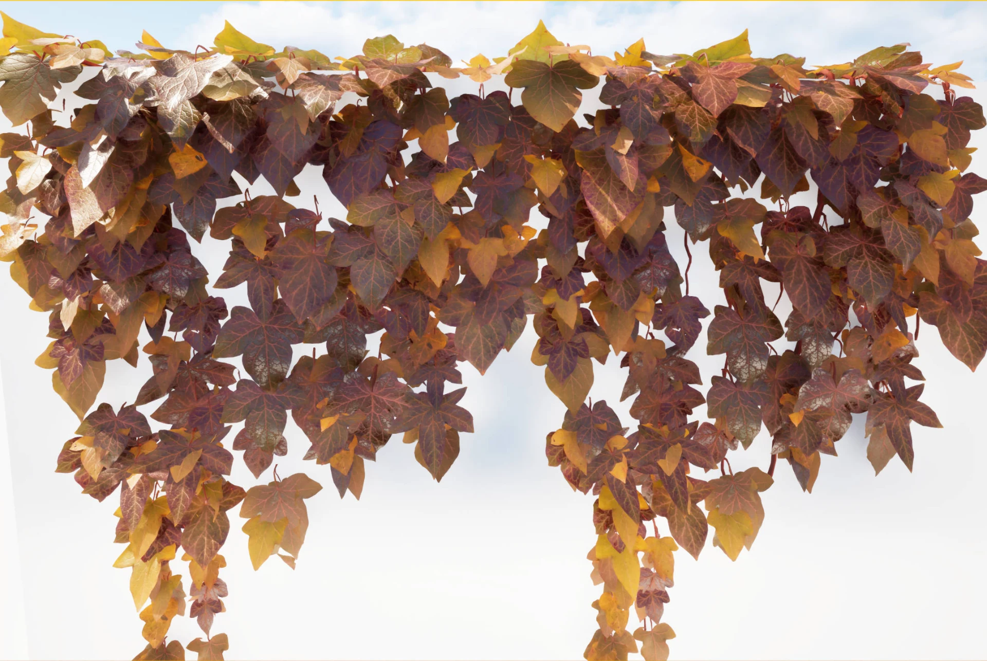 ivy2
