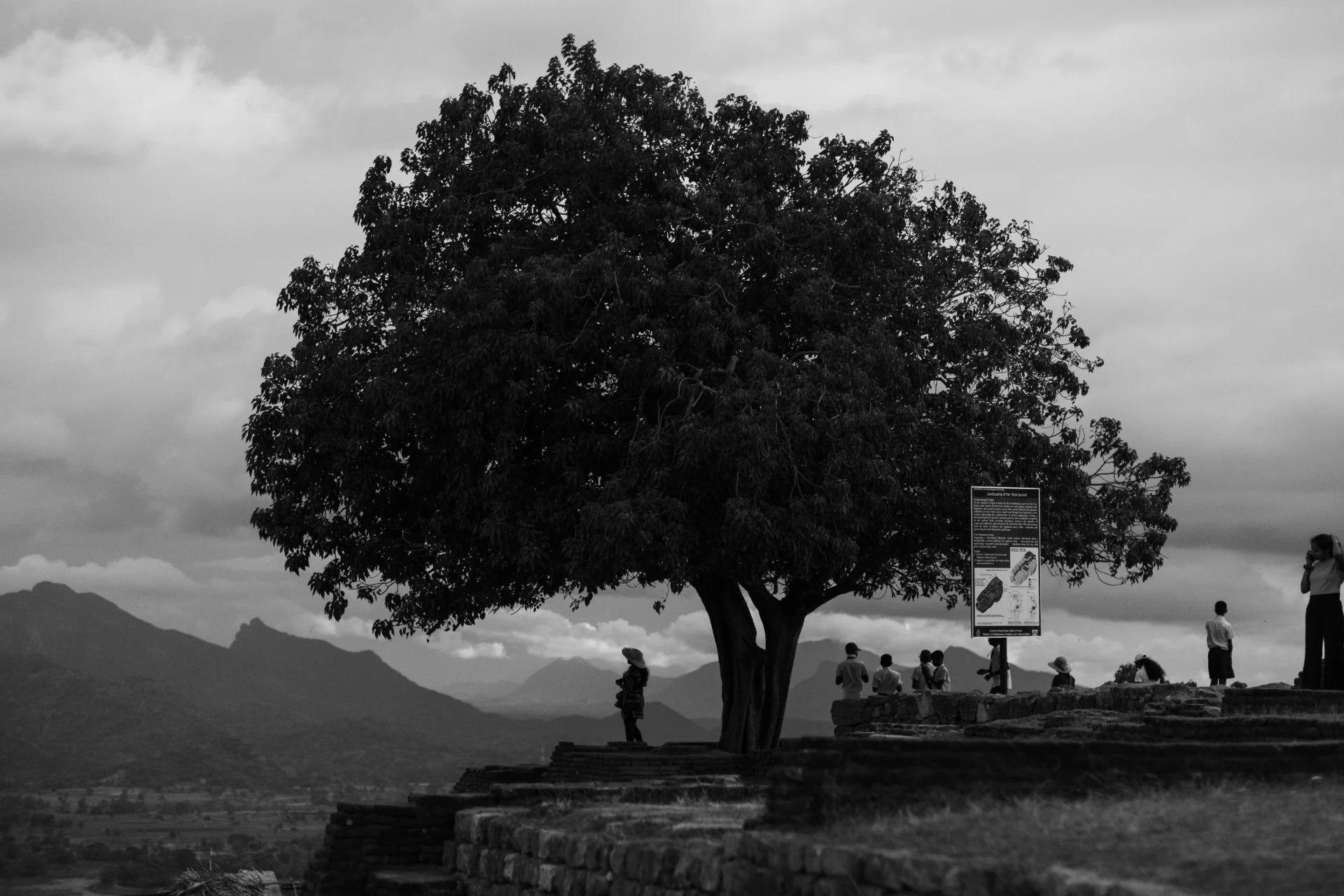 Tree silhouette with people